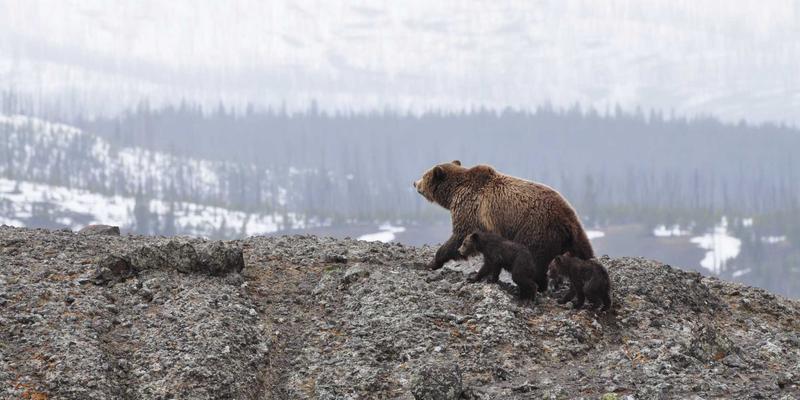 投产前预见未来:崇尼特如何用仿真与数字孪生技术,实现自动化产线的零风险工艺验证与优化